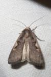 Xestia c-nigrum