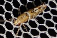 Acrocercops brongniardella