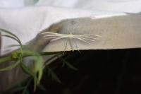 Pterophorus pentadactylus