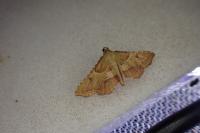 Endotricha flammealis
