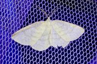 Cabera exanthemata