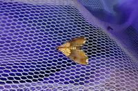Agrotera nemoralis