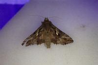 Autographa gamma