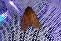 Phragmatobia fuliginosa