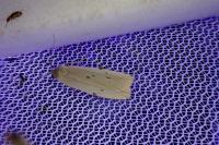 Pelosia muscerda