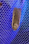 Ochropleura leucogaster