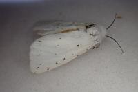 Spilosoma lubricipeda