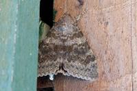 Catocala elocata