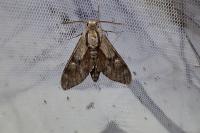 Hyloicus pinastri