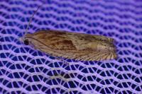 Eucosma