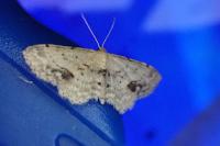Idaea dimidiata