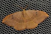 Watsonalla binaria