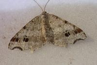 Macaria alternata