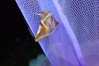 Habrosyne pyritoides