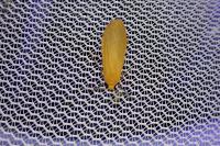 Wittia sororcula