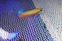 Oncocera semirubella
