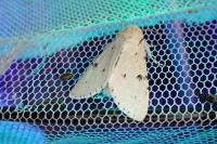 Acronicta leporina