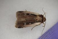Ochropleura plecta