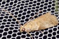 Acrobasis fallouella