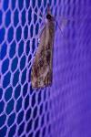 Catoptria verellus