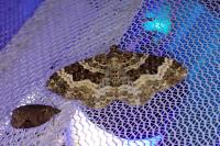 Epirrhoe alternata