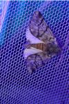 Thaumetopoea pityocampa