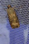 Agrotis ipsilon