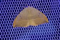 Watsonalla binaria
