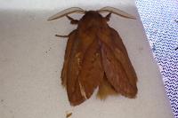Euthrix potatoria