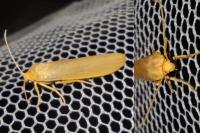 Indalia pygmaeola