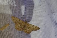 Hypomecis punctinalis