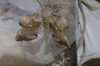 Laothoe populi