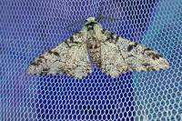Biston betularia