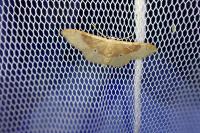 Idaea degeneraria