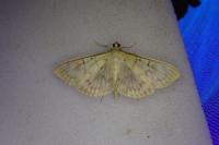 Patania ruralis