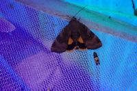 Noctua janthe