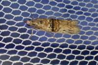 Nephopterix angustella