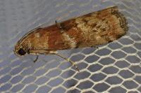 Phycita roborella