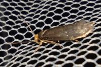 Cephimallota crassiflavella