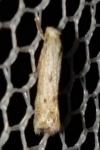Elachista biatomella