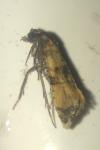 Cochylis atricapitana