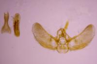 Eupithecia virgaureata