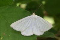 Siona lineata