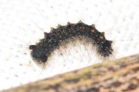 Lymantria dispar