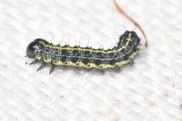 Orthosia miniosa