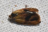 Ptycholoma lecheana