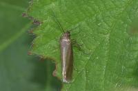 Glyphipterix fuscoviridella