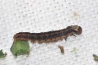 Agonopterix nervosa