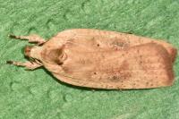 Agonopterix nervosa