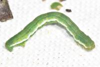 Chesias legatella